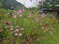 용유담 코스모스와 맨드라..