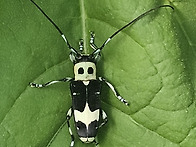 지리산용유담에 나타난 모..