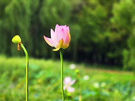 고양 호수공원