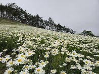 250522 신안 장산도 섬 ..
