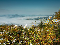 백화산 들국화