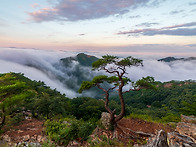 춤추는 소나무