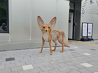 사막의 여우