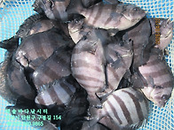 26년 4월 22일 수요일 돌..