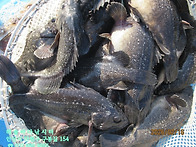 26년 2월 16일 월요일 개..