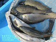 26년 3월 19일 목요일 농..