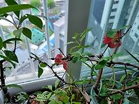 25년 4월 23일(흐림:수)..