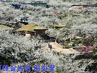 26년 3월 15일 광양 매화..