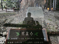 도원동 당산나무