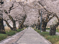 일요 벚꽃 라이딩