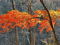 겨울 초입 단풍구경