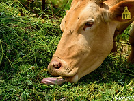 맛있는 성찬(盛饌)