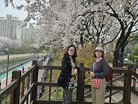 4월5일 우이천 벚꽂ㆍ북서..