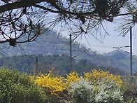 4월12일 상천 벚꽃길