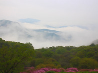 황매산 철쭉 & 해인사 1..