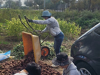 25년 10월 고구마..