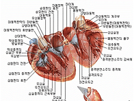 인체의 장기 위치와 하는 ..