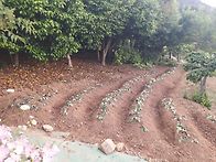 260525 고구마 순..