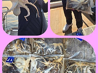 알쭈꾸미낚시 평균 10마리..