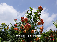 보성 송재 서재필..