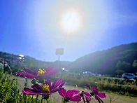 장산과 하동 코스모스