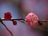 유엔기념공원 홍매화