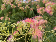 여름에 피는 꽃