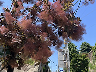 자엽안개나무꽃