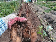 산에서나는 장어라 불리며..