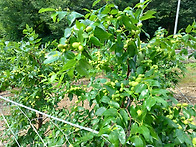 2년차 대추나무