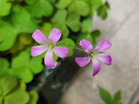 사랑초 (Oxalis..