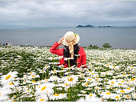 변산 적벽강&데이지 꽃--..