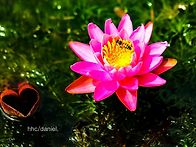 lotus flowering in..