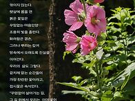 아침 햇살 머금은 접시꽃