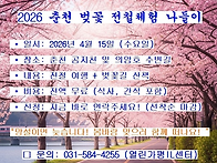 2026년 춘천 벚꽃..