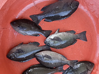 오늘집앞 갯바위 낚시조과..