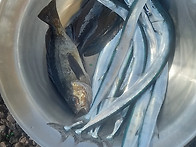 오늘집앞 갯바위 낚시조과..