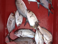 신흥 방파제 낚시조과(20..