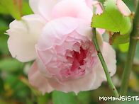 비닐하우스 안 장..