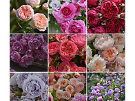 rosaorientis 장미구경