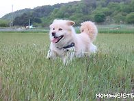 날아다니는 견우~..