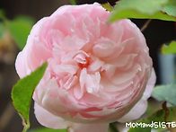 장미도 힘들어~!