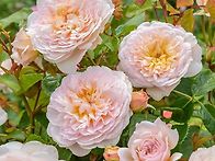 David Austin Rose 구경