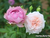 선선한 가을~!