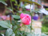 오늘도 사랑합니다