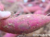 고구마 캐던날~!