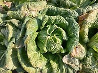 텃밭 마실 갔다 ..