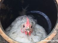 꼬꼬들도 신나는 ..