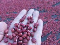 팥팥과 놀아요~!