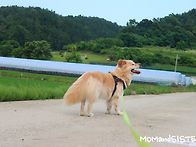 시골견 가족의 산..
